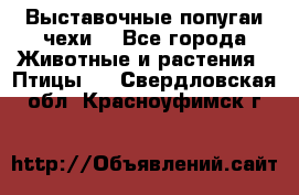 Выставочные попугаи чехи  - Все города Животные и растения » Птицы   . Свердловская обл.,Красноуфимск г.